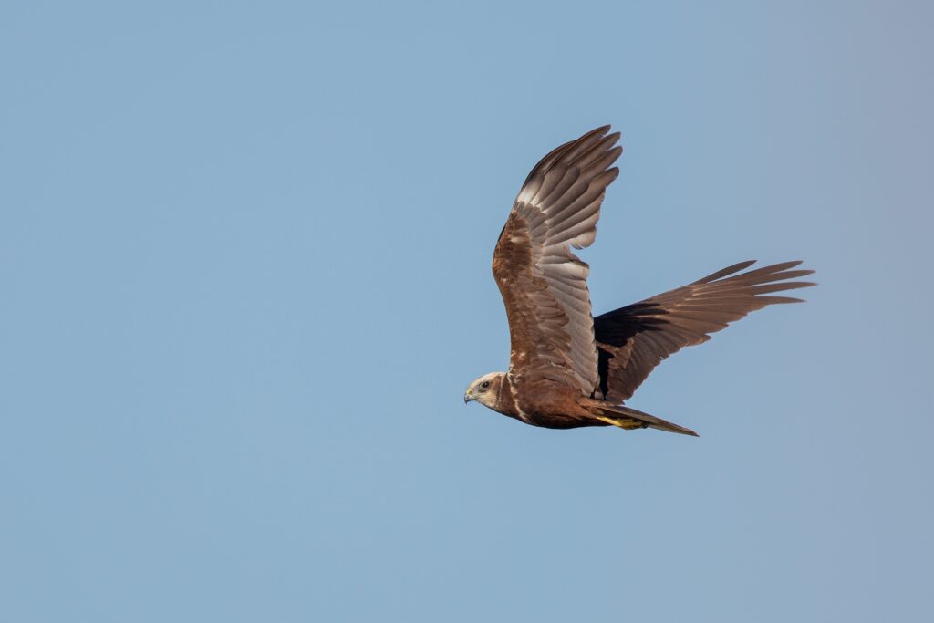 red tailed hawk flying clear blue sky