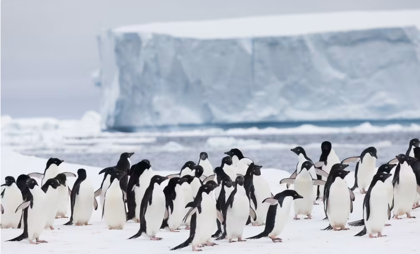 Large colony of Adélie penguins huddling together on the Antarctic coast