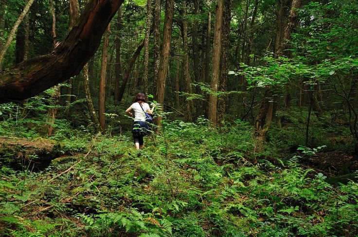 Hiking trail passing through the dense Aokigahara Forest in Japan