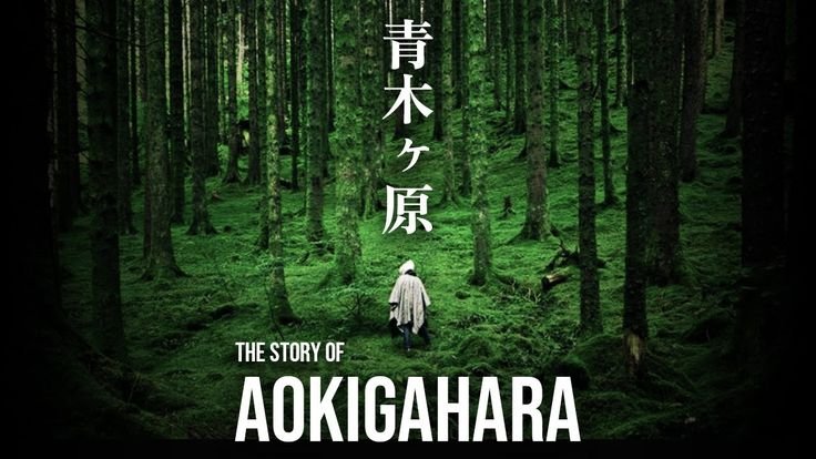 Dense green trees inside Aokigahara Forest at the base of Mount Fuji in Japan