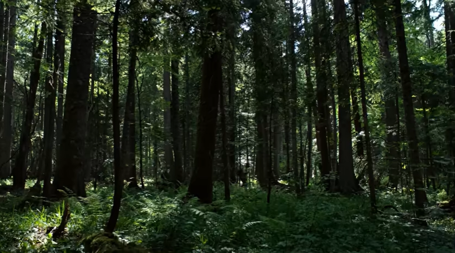Mist and twisted tree roots in Aokigahara Forest linked to Japanese yurei folklore