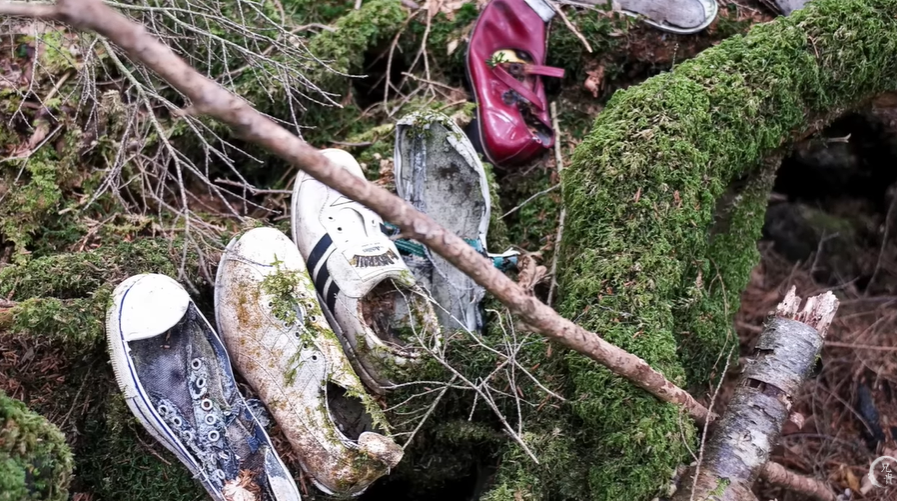 Path through Aokigahara Forest showing dense canopy and the setting that inspired Japanese literature