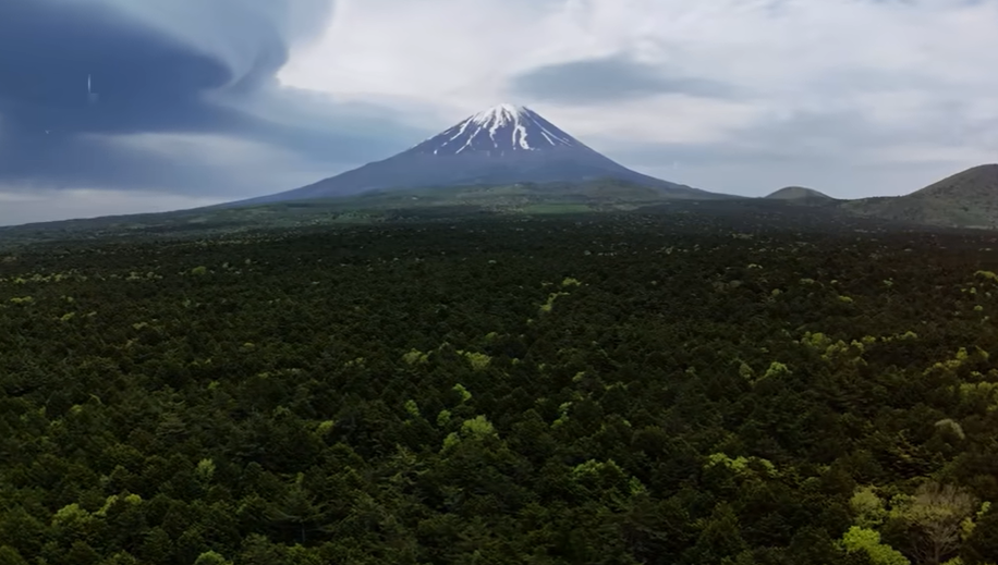 Aokigahara Forest dense woodland at the base of Mount Fuji Japan Sea of Trees Jukai